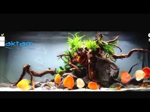 SD aquascaping...