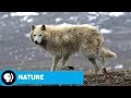 Survival Challenges in Harsh Environments