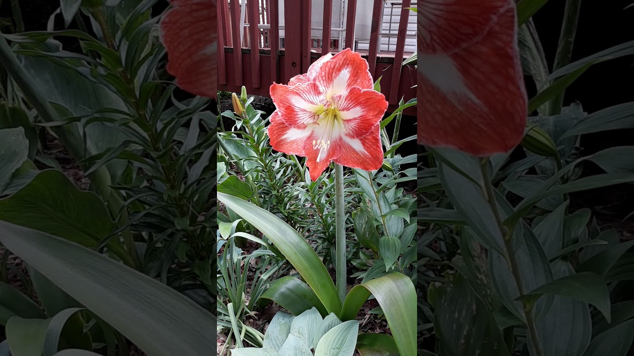 Amaryllis grown outdoors YouTube