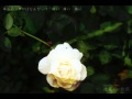【FUsilli】造花の距離感【歌ってみた】