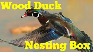 Installing A Wood duck nesting box. Installing a wood duck nesting box in late January.