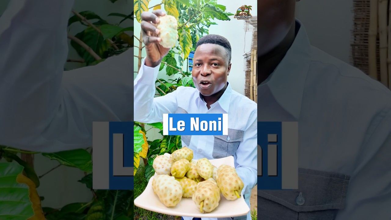 Noni, this fruit can transform you forever. #virtue #noni