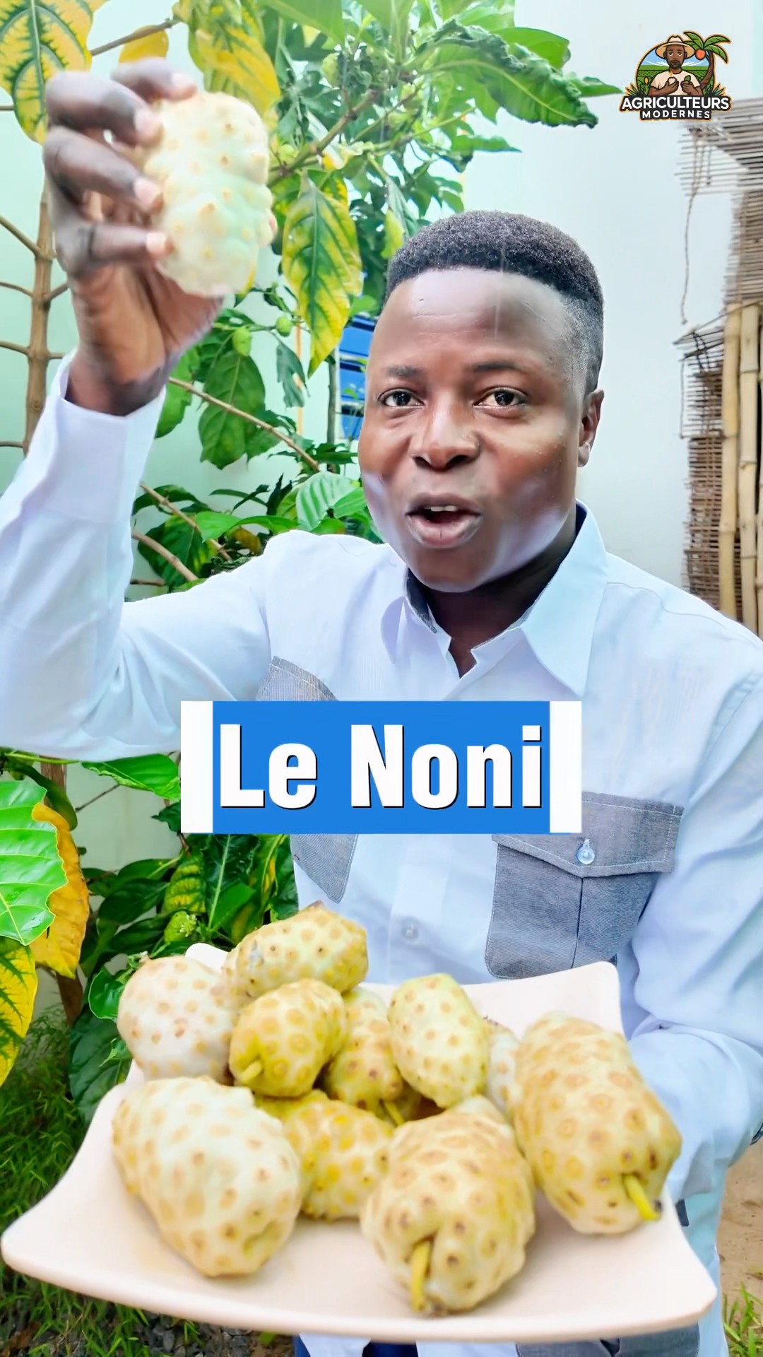 Noni, this fruit can transform you forever. #virtue #noni