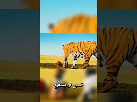 ثلاثة إخوة والنمر المفاجئ كيف نجوا بفضل صرخة غريبة