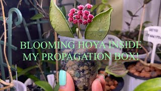 Blooming Hoya Inside My Propagation Box Promise Rodriguez