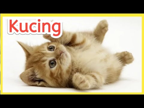 Mengenal Nama Hewan Dan Suara Binatang Lucu Untuk Anak Bahasa Indonesia