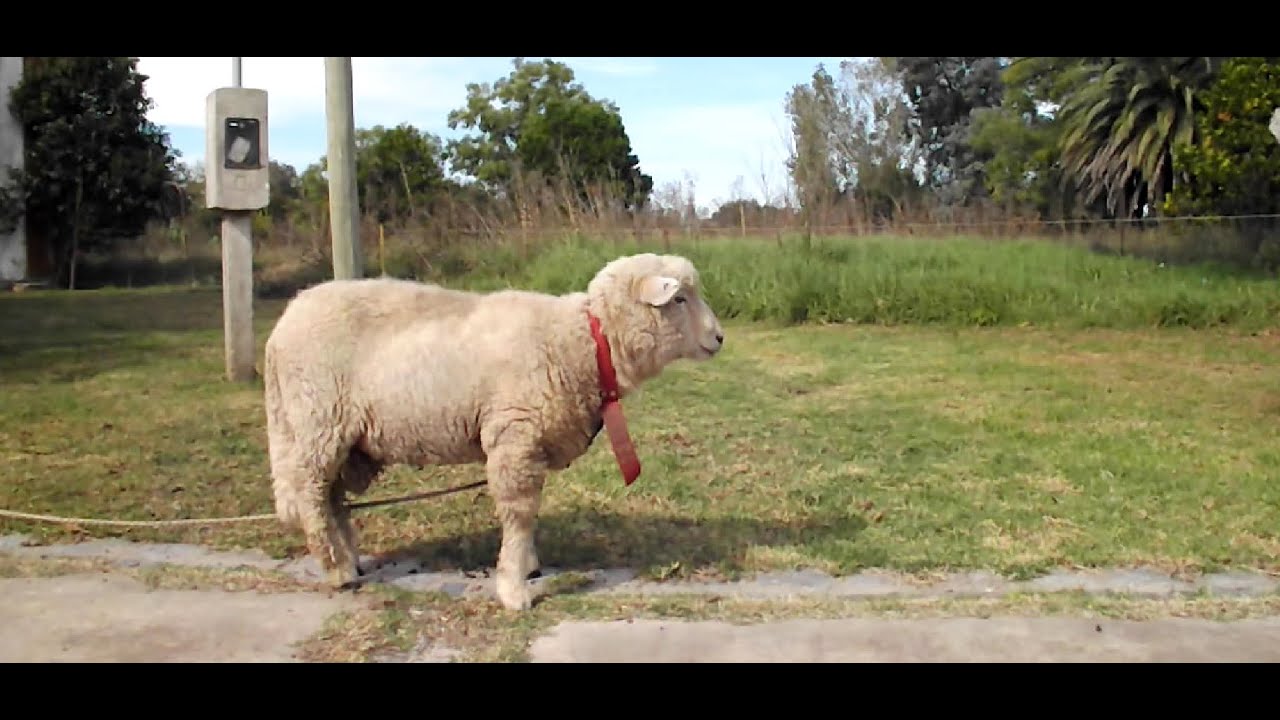 Mala placenta - Proyecto Espejo