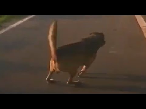 狗狗也想轉生去異世界嗎？