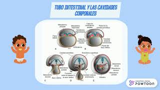 El tubo intestinal y las cavidades corporales