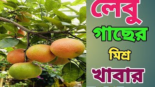 লেবু গাছের সেরা মিশ্র খাবার।  best homemade fertilizer for lemon plant.