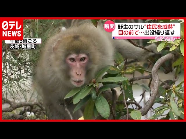 威嚇 の瞬間に遭遇 野生のサルが住宅街に出没繰り返す 茨城 城里町 21年3月12日放送 News Every より Youtube