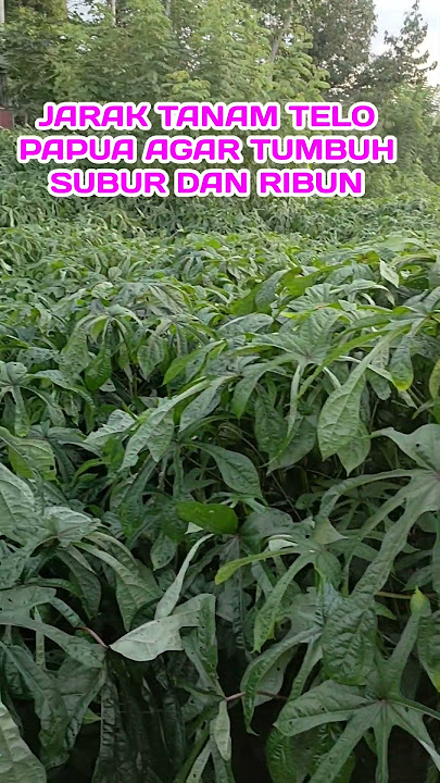 jarak tanam telo papua agar rimbun