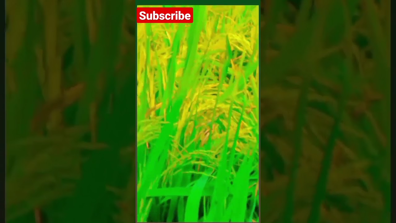 Farmers life new farmers relatives videos