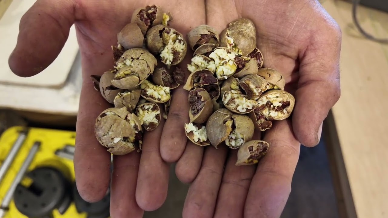 Fancy Twig Farm - Parnell, IA - Yellowbud Hickory Nut Oil