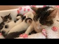 YAVRU KEDİLER 39. GÜN 😻 ANNE KEDİ VE YAVRU KEDİ VİDEOLARI | EVDE KEDİ BAKIMI VE EĞİTİMİ
