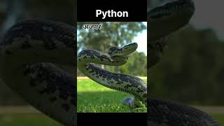 Python अजगर # youtubeshorts  # kids learning video # gk