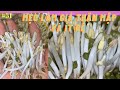 #51 cách làm giá đỗ thân mập, ít rễ và không bị đắng tại nhà | grow big and less roots  bean sprout