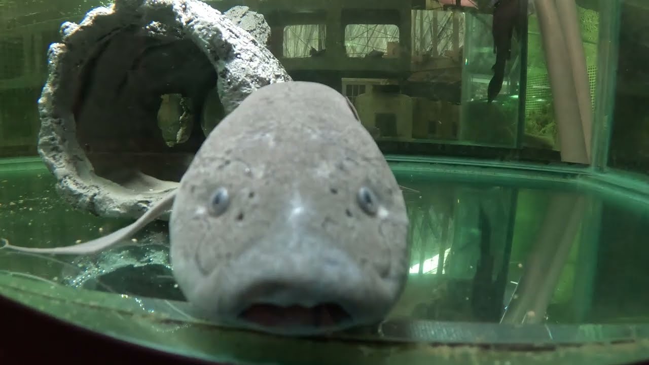 Wyatt brings Iroh the 3yo 26inch West African Lungfish, bigger than our two 3yo 18inch & 7yo 24inch