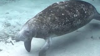 Florida manatee deaths: What can be done?