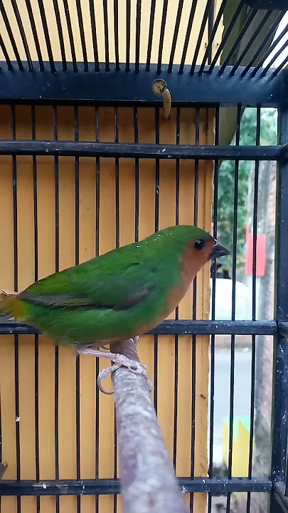 Ternyata Begini Suara Emprit Bondol Hijau
