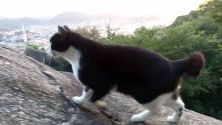 千光寺の野良猫、「観光客かい？景色の良いところ連れてってやるから付いてきな」と言われついて行ったら