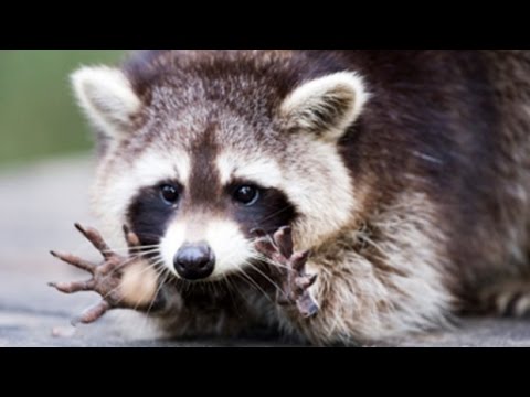 Video: Raccoon I Minesotës Kap Vëmendjen Kombëtare Me Lëmoshat E Guximshme