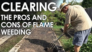 Clearing and Weeding with Fire || Black Gumbo