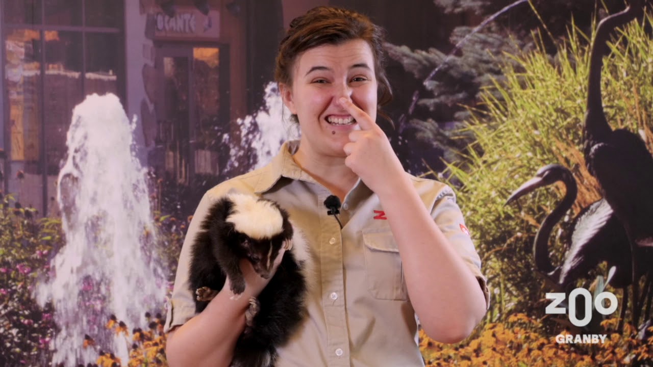 Capsule éducative spéciale pour la quarantaine : La mouffette rayée