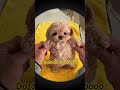I think I love you too #dog #dogs #dogshorts #doglife #puppies #cutedog #puppy #pets #shorts #short