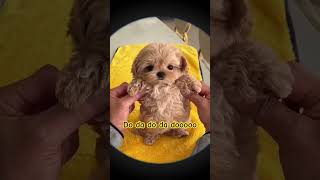 I think I love you too #dog #dogs #dogshorts #doglife #puppies #cutedog #puppy #pets #shorts #short