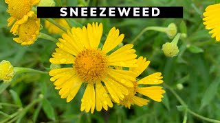 Fun Facts About Sneezeweed