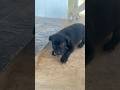 Black puppies #dogfood #dogshorts