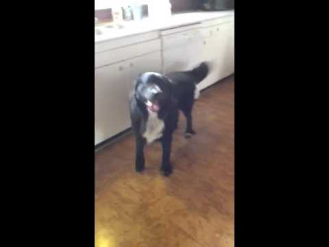 Video: Hvad er hunde med dyb bryst?