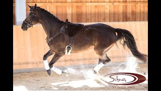 SIBA Sit-in-balance, innovativ trainings saddle for riders and therapy saddle for horses