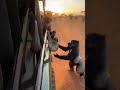 Já viu algum animal fazer isso? #animais #fypシ゚viral