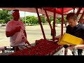 Zbog oluje oštećeni nasadi "Jagodice Purgerice"