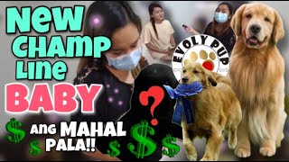 MGA DAPAT ALAMIN BAGO BUMILI NG GOLDEN RETRIEVER • Mag Kennel Visit Para Iwas Scam | Harley & Euna