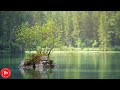 Relaxing Music 24/7, Soothing Relaxation, Calm Music, Stress Relief Music for You | DM Music