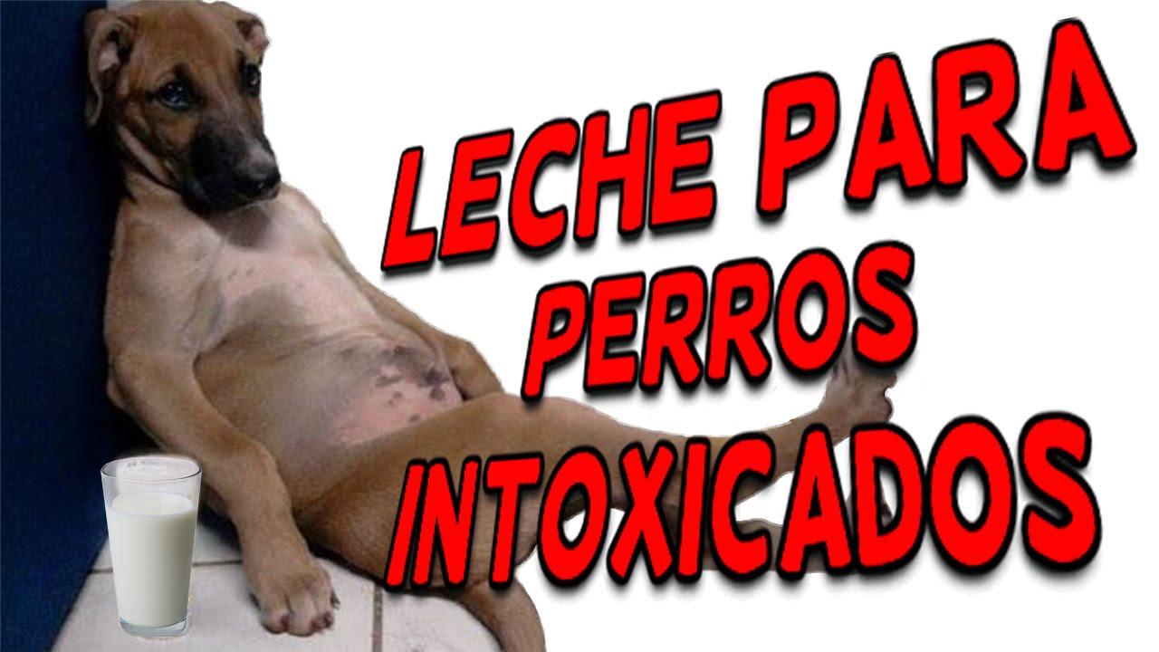 Leche para perros intoxicados YouTube
