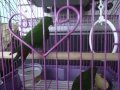 Sols kulasisi philippine hanging parrots  part 2