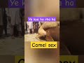 Camel mating #ytshorts #animal #shortsfeed #camelmating #viral