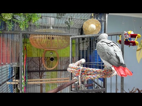 [<strong>live</strong>]라이브 앵무새 K-parrot [똘이뷰] Korean-<strong>gray</strong> parrot