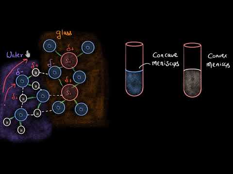 Video: Vad är konkav och konvex menisk?