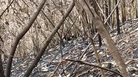 cuab qaib qus tuaj tsi txog cov tsig 4 /4/ 2021