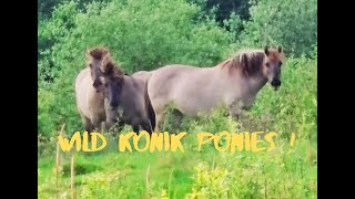 Konik Ponies: Nature's Gentle Guardians at Potteric Carr