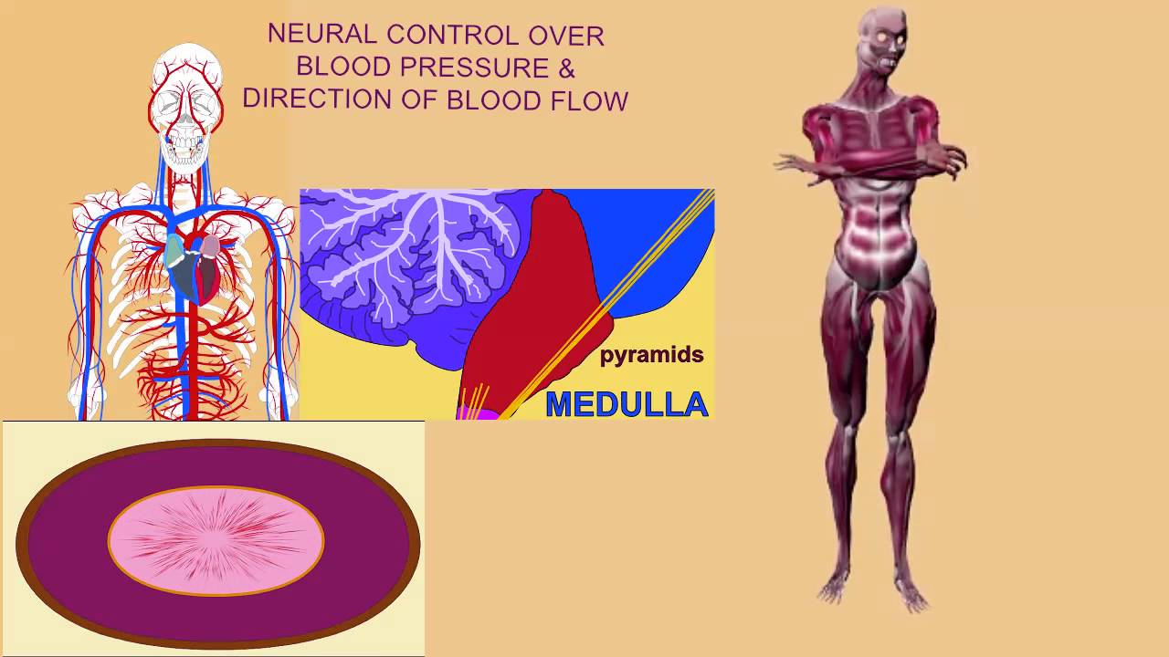 NEURAL REGULATION OF BLOOD PRESSURE & BLOOD FLOW YouTube