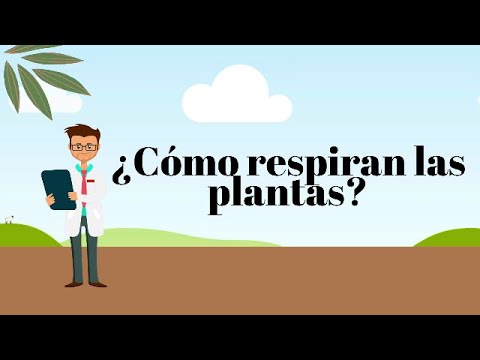 Video: ¿Cómo ayudan las lenticelas en la respiración de las plantas?