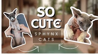 MY CAT PLAYS PEEKABOO WITH ME!❤️ Wealth