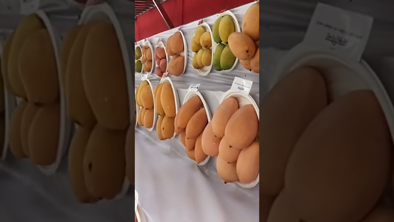 mango Exhibition 🥭🥭 500+variety