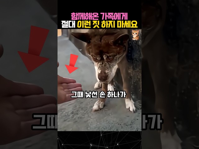 나이들고 병들었다고 이런 짓 하지마세요 #개 #유기견 #dog